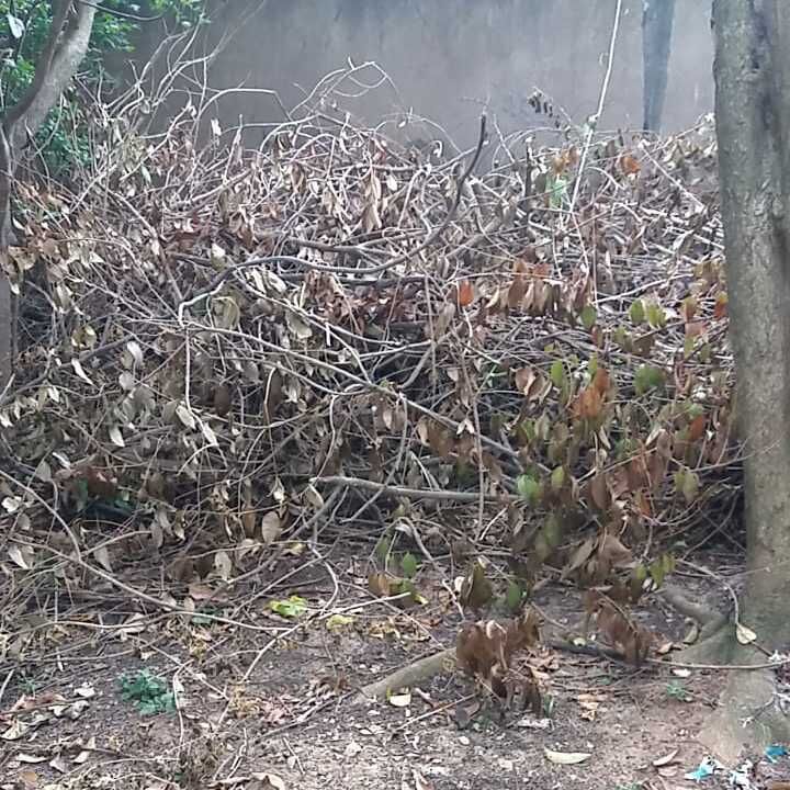 Imagem da publicação