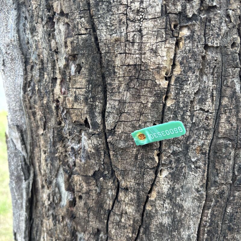 Imagem da publicação