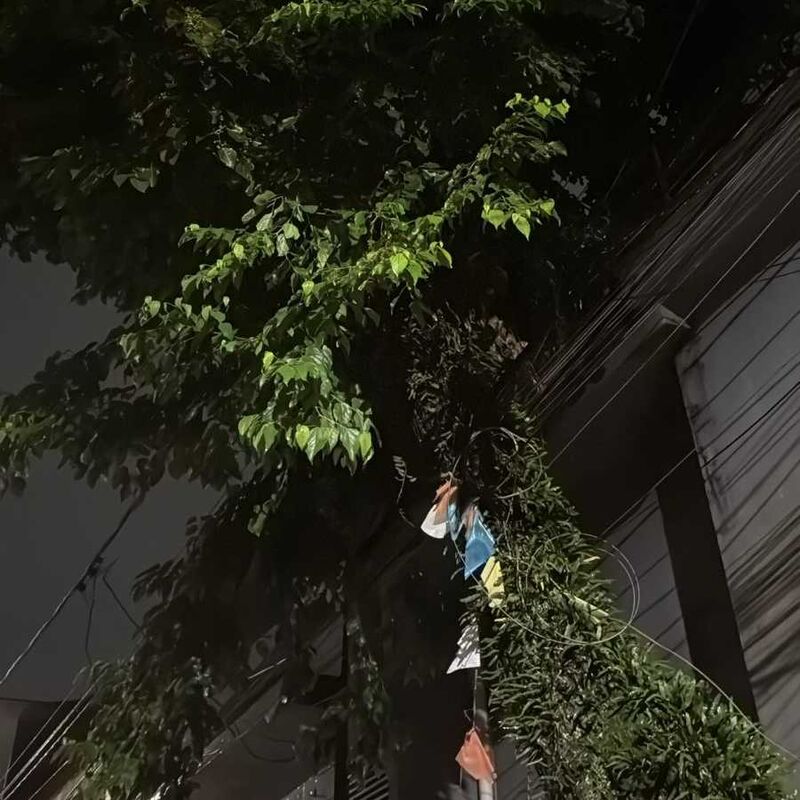 Imagem da publicação