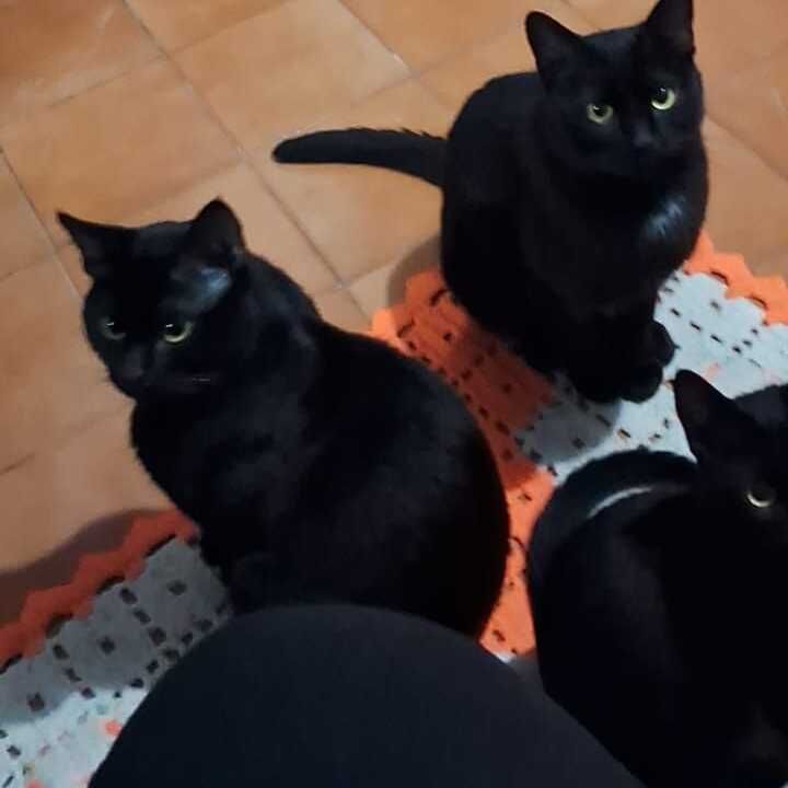Imagem da publicação