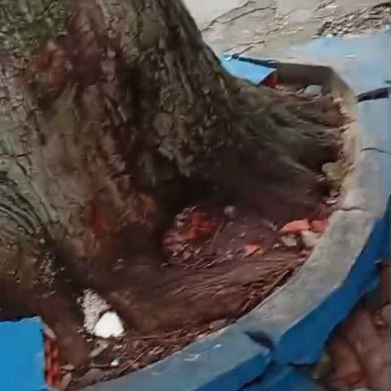 Imagem da publicação