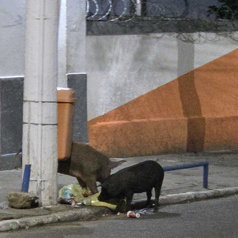 Imagem da publicação