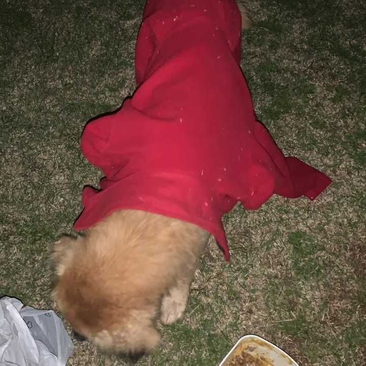 Imagem da publicação