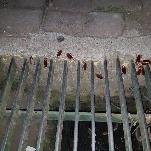 Imagem da publicação