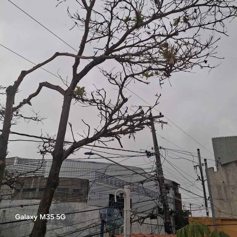 Imagem da publicação