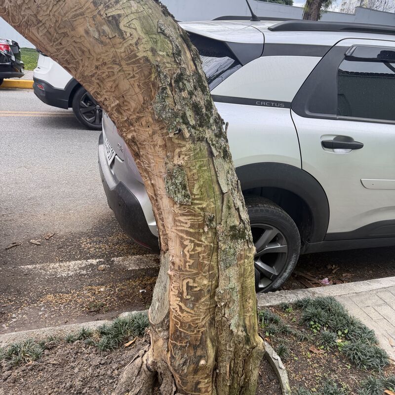 Imagem da publicação