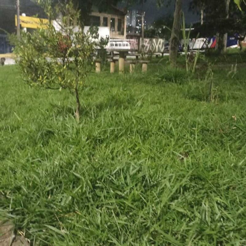 Imagem da publicação