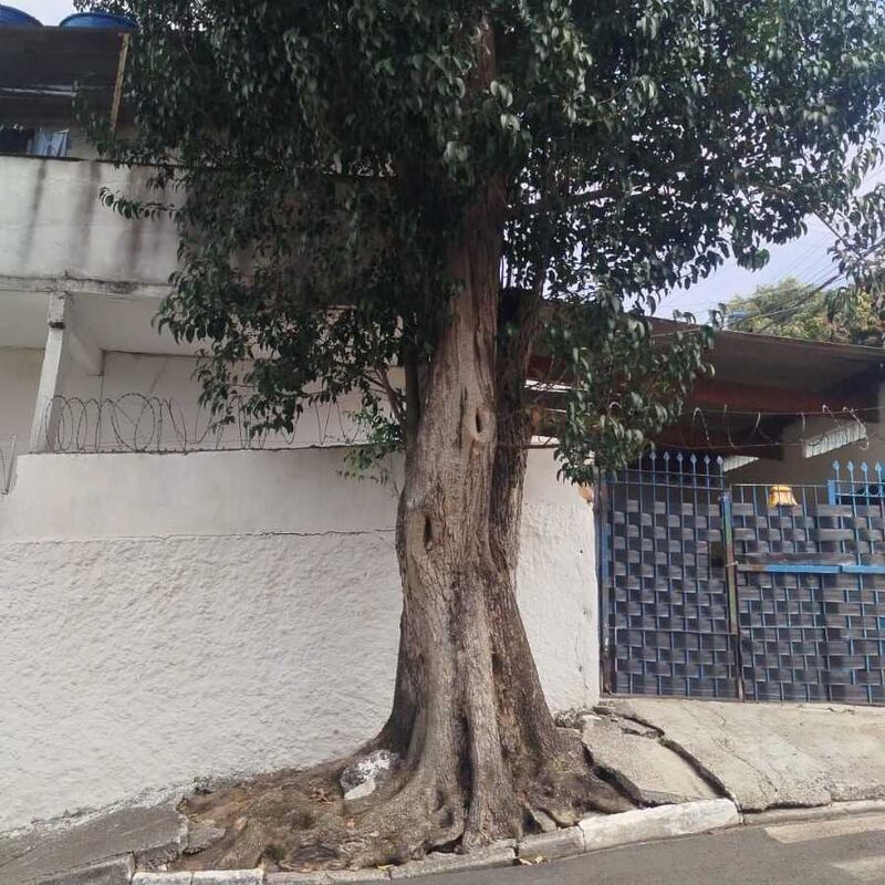 Imagem da publicação
