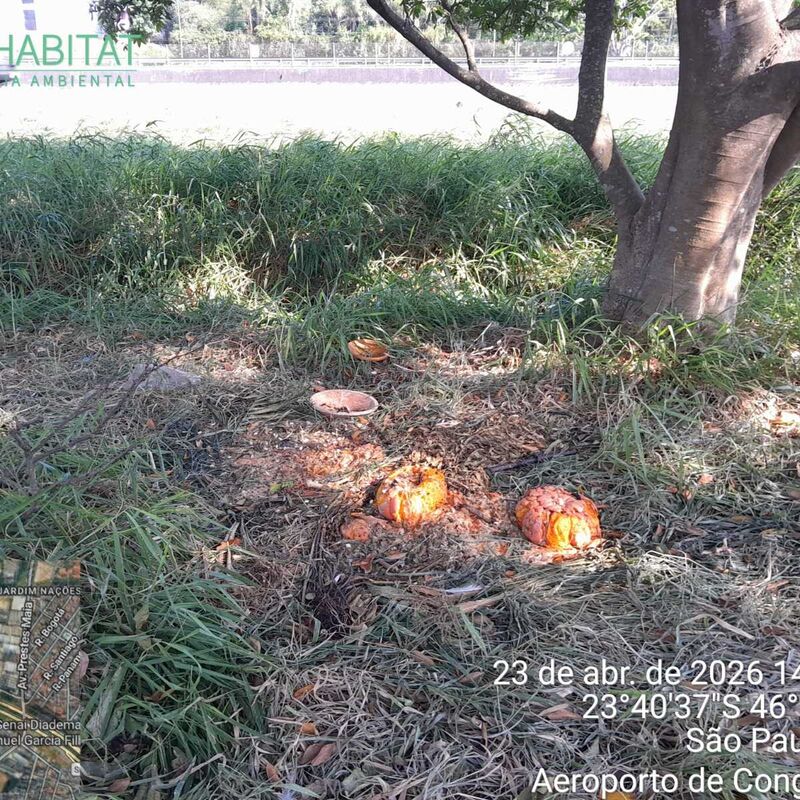 Imagem da publicação