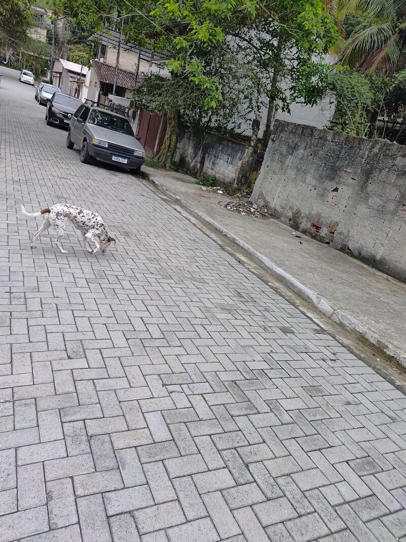Imagem da publicação