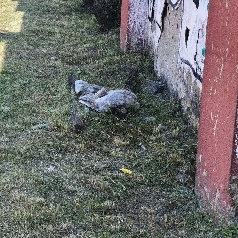 Imagem da publicação