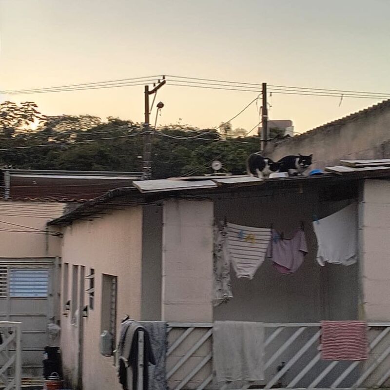 Imagem da publicação