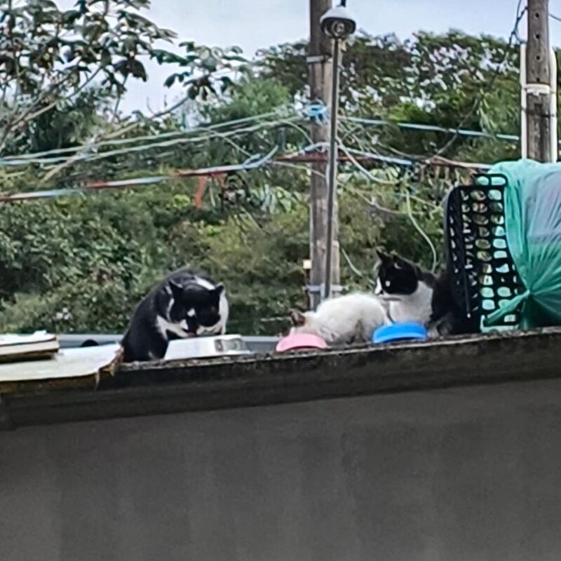 Imagem da publicação