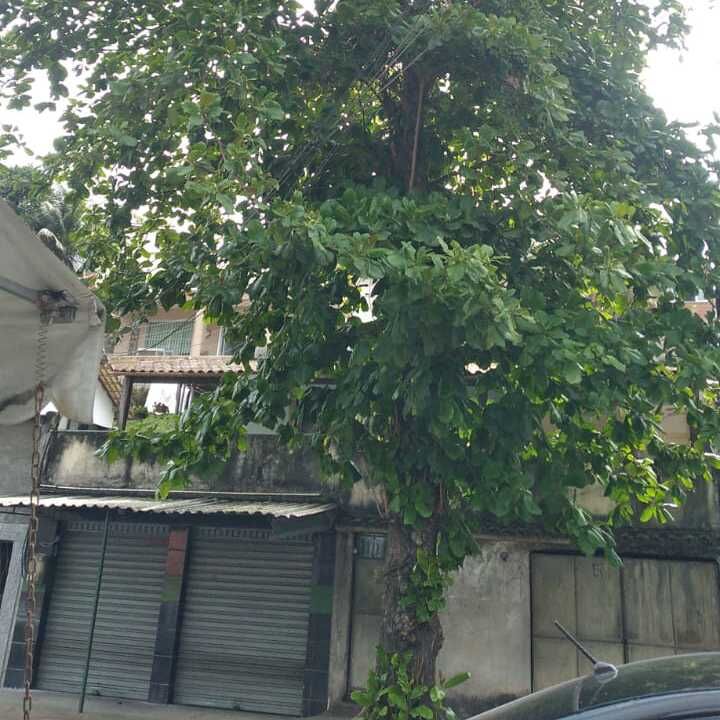 Imagem da publicação