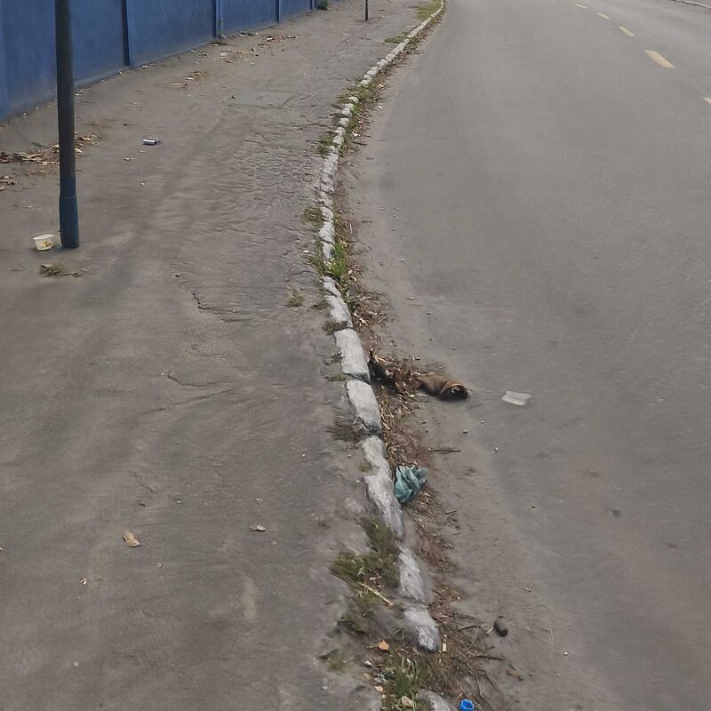 Imagem da publicação