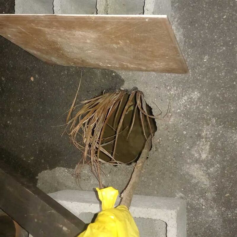 Imagem da publicação