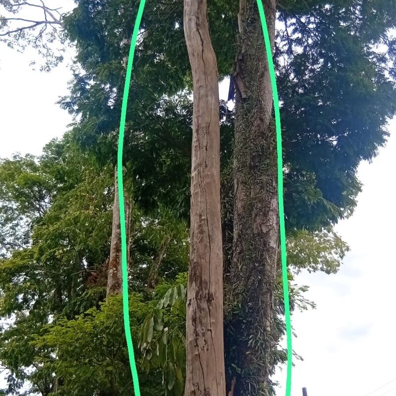 Imagem da publicação