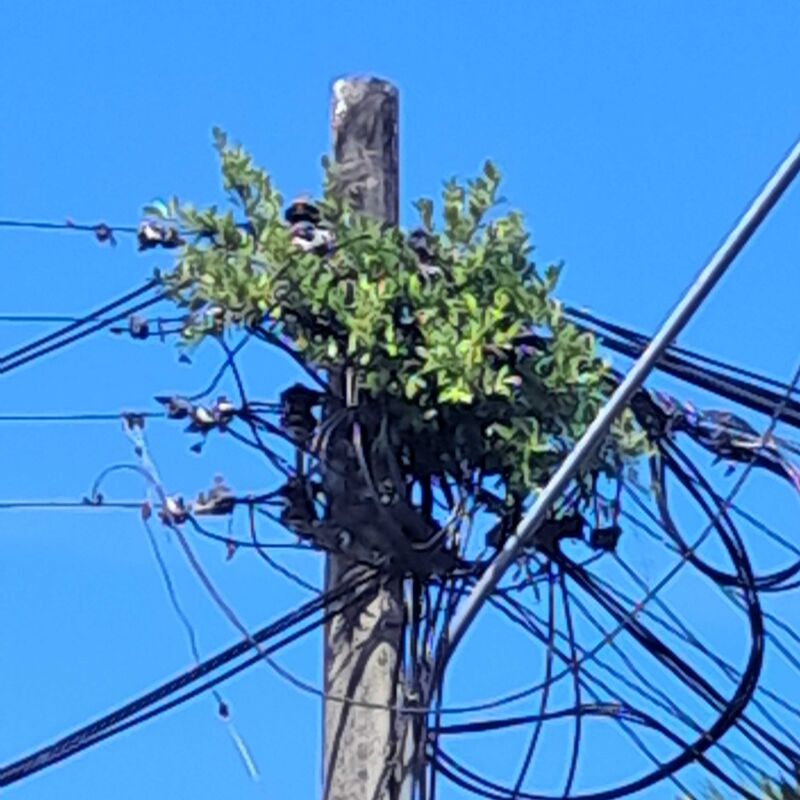 Imagem da publicação