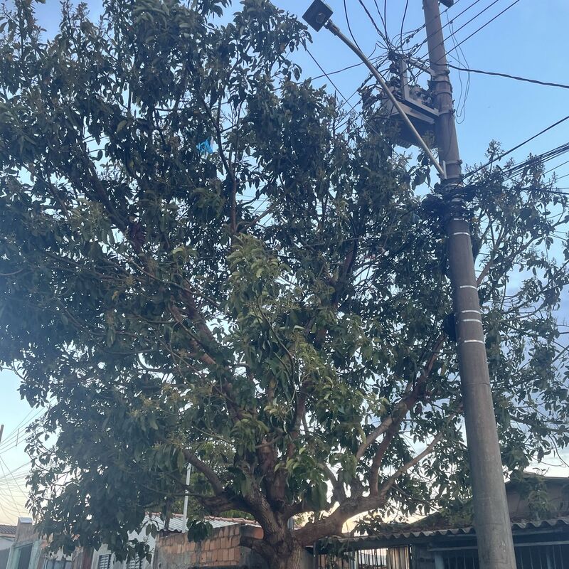 Imagem da publicação
