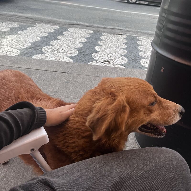 Imagem da publicação