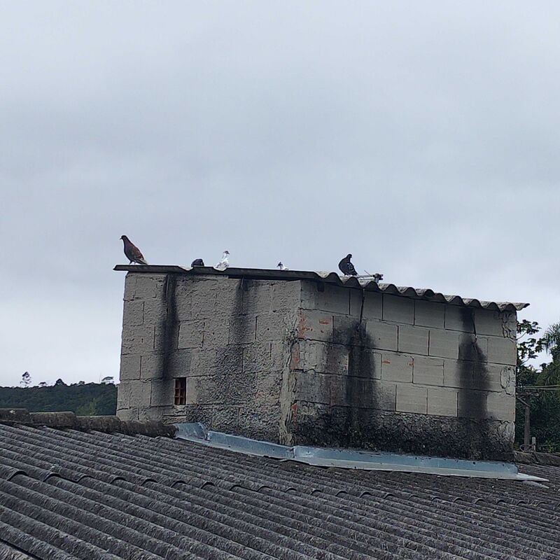 Imagem da publicação