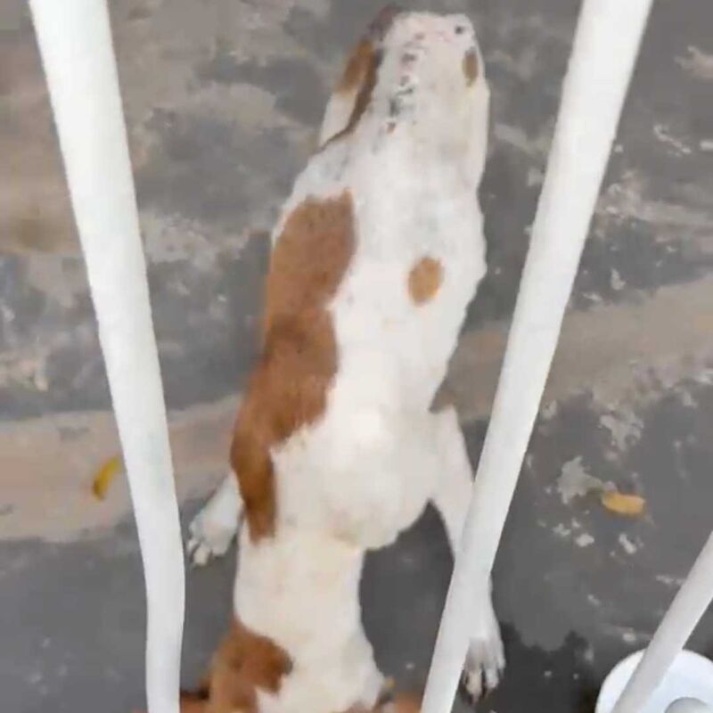 Imagem da publicação
