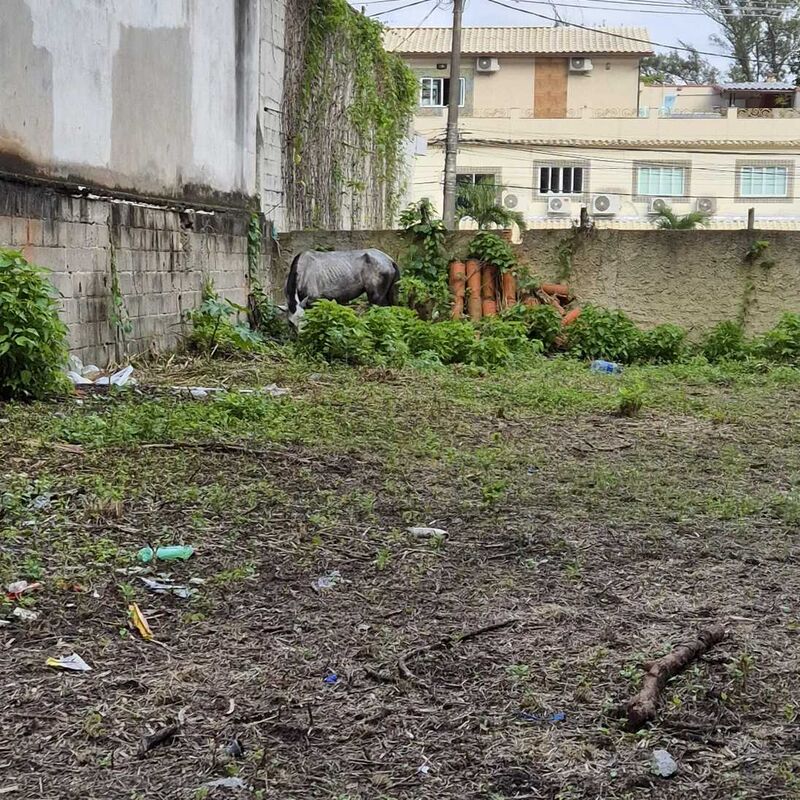 Imagem da publicação