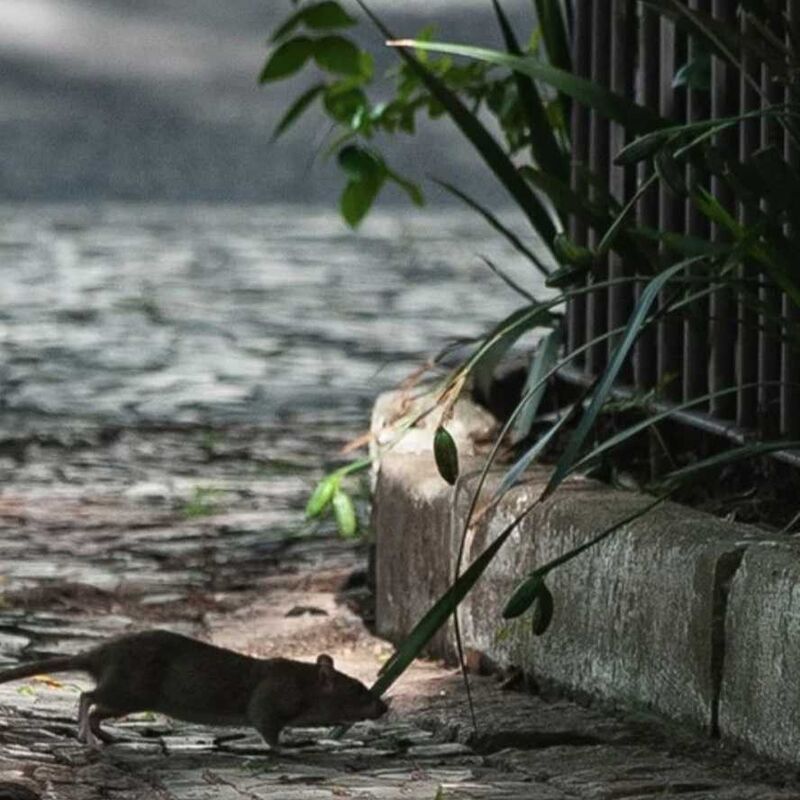 Imagem da publicação