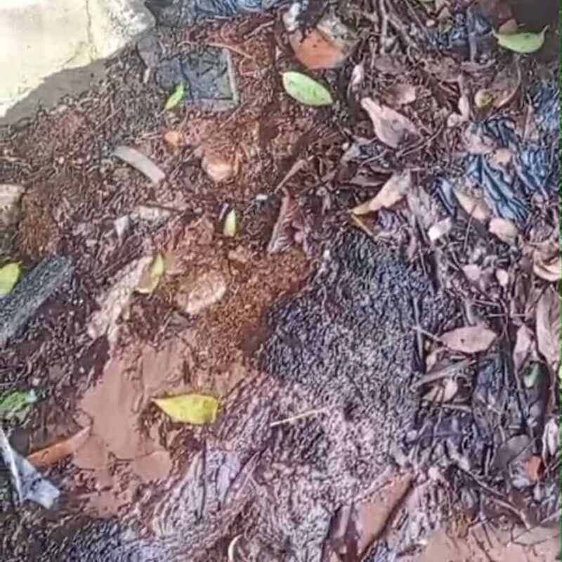 Imagem da publicação
