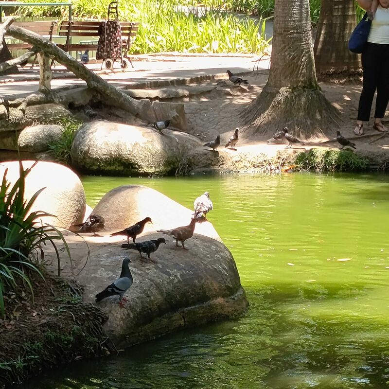 Imagem da publicação