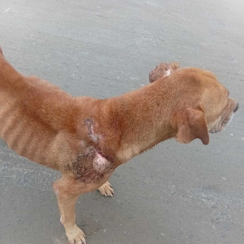 Imagem da publicação
