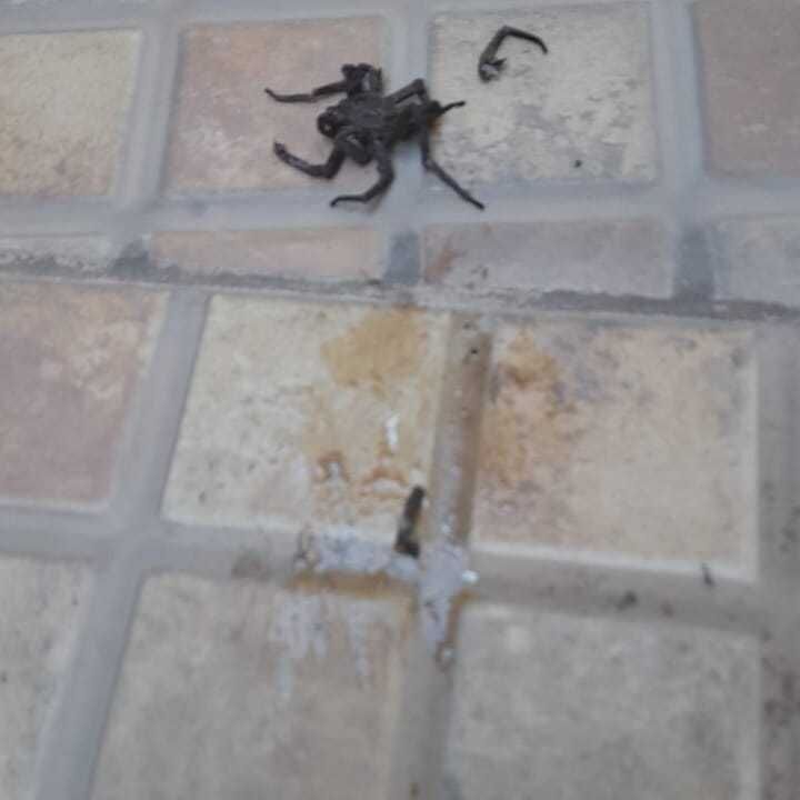 Imagem da publicação