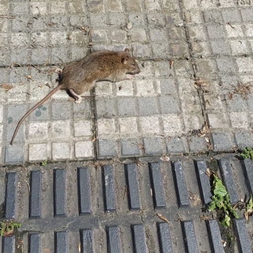 Imagem da publicação