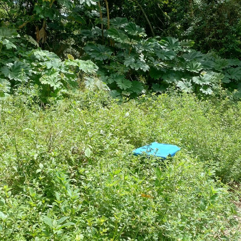 Imagem da publicação