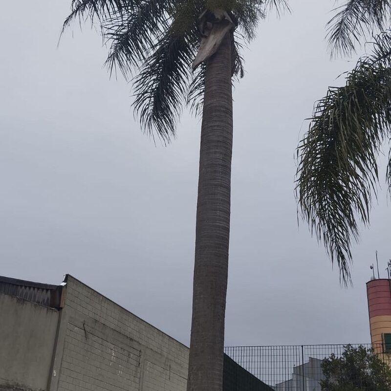 Imagem da publicação