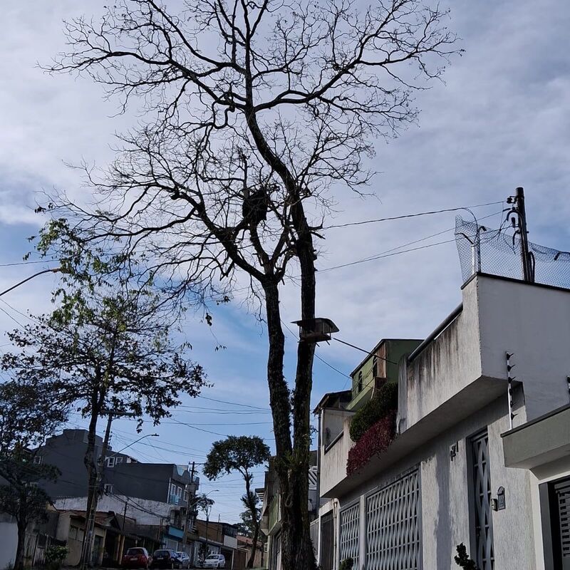 Imagem da publicação