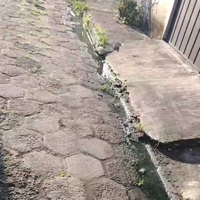 Imagem da publicação