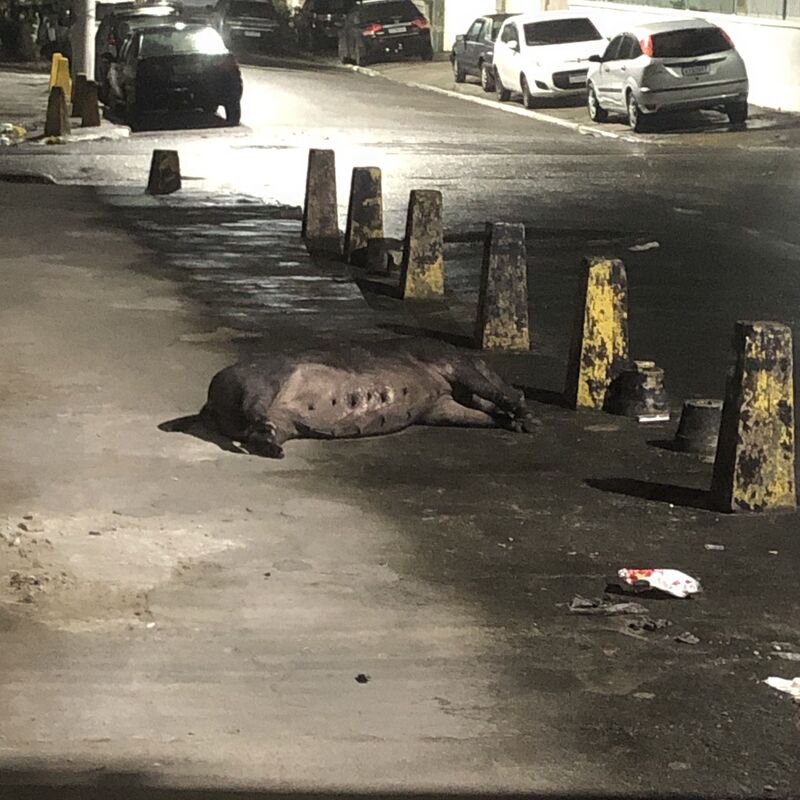 Imagem da publicação