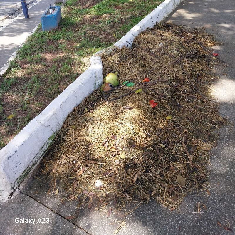 Imagem da publicação