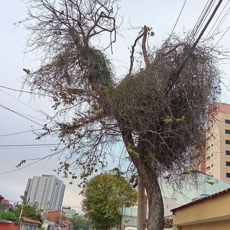 Imagem da publicação