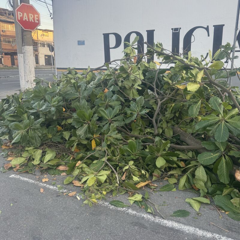 Imagem da publicação