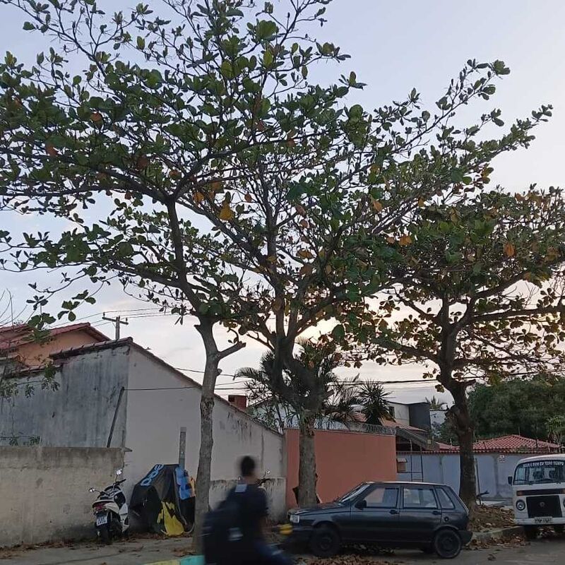 Imagem da publicação