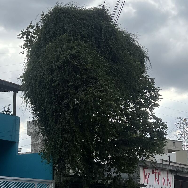 Imagem da publicação