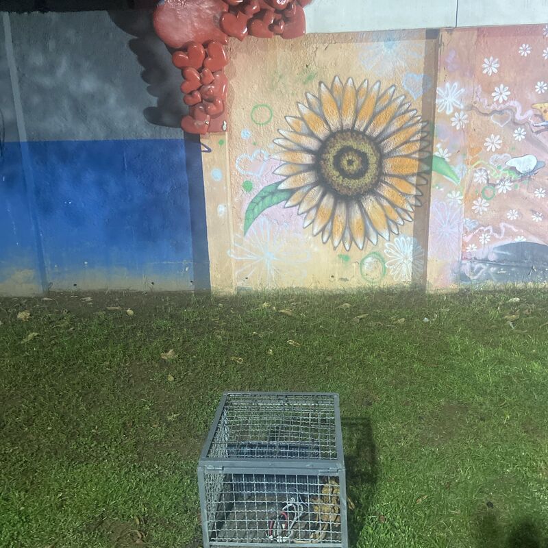 Imagem da publicação