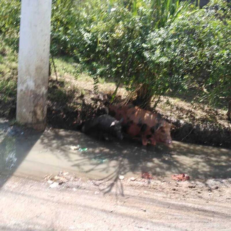 Imagem da publicação