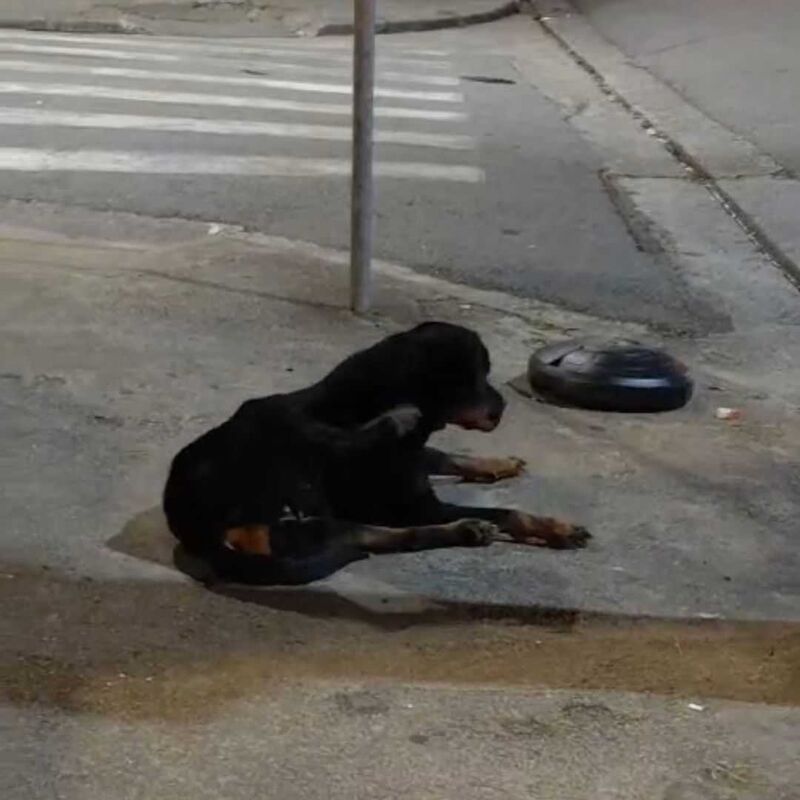Imagem da publicação