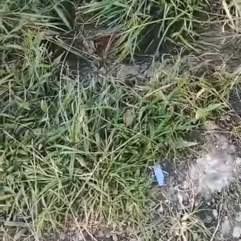 Imagem da publicação