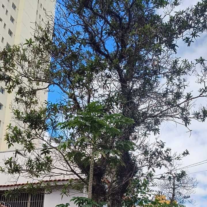 Imagem da publicação