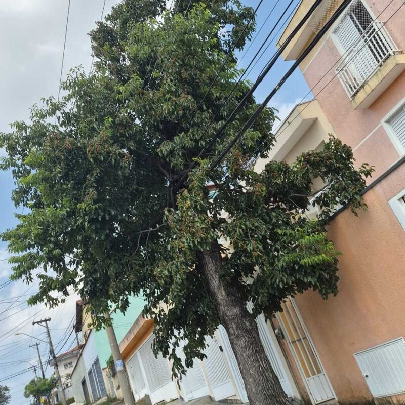 Imagem da publicação