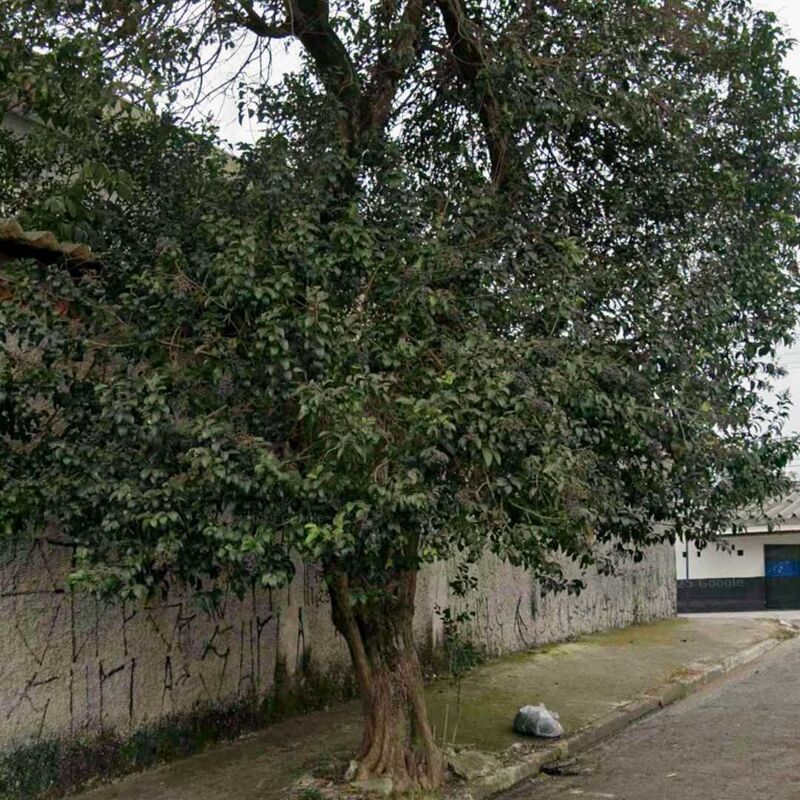 Imagem da publicação